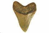 Fossil Megalodon Tooth - Huge NC Meg #298801-2